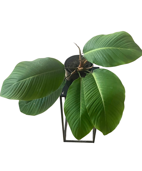 Philodendron geniculatum