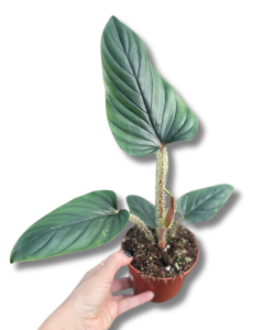 Philodendron serpens