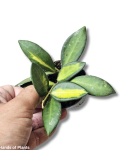 Hoya DS70 | burtoniae variegata