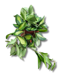 Hoya DS70 | burtoniae variegata starsza roślina