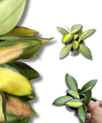 Hoya burtoniae variegata | Hoya DS70