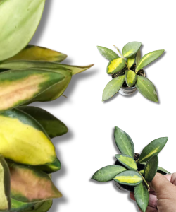 Hoya callistophylla Black Cat (1) (1) (1) (1) (1) (1) (1) (1) (1) (1) (1)