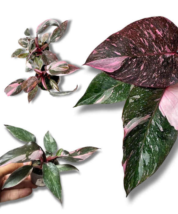Philodendron Pink Princess Marble