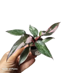 Philodendron Pink Princess Marble