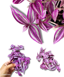 Tradescantia Trzykrotka Pink Paradise