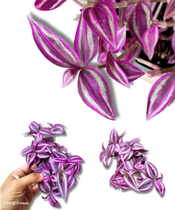 Tradescantia Trzykrotka Pink Paradise