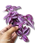 Tradescantia Pink Paradise
