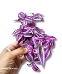 Tradescantia Pink Paradise