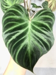 Większy liść philodendron verrucosum