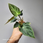Philodendron verrucosum Incensi w doniczce 6 cm.jpg