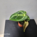 Anthurium regale w doniczce 6cm.jpg