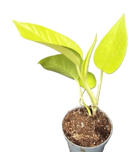 Epipremnum Golden Pothos / Neon S