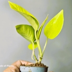 Epipremnum Golden Pothos w doniczce.jpg