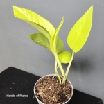 Liście Epipremnum Golden Pothos.jpg