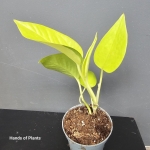 Epipremnum Golden Pothos jedna z roślin.jpg