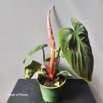 Philodendron El Choco Red zbliżenie.jpg