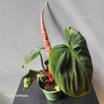 Philodendron El Choco Red w doniczce 7cm.jpg