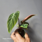 Philodendron El Choco Red w doniczce 6cm.jpg