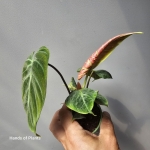 Philodendron El Choco Red nowy liść.jpg