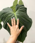 Wielki liść Philodendron rubrijuvenile El Choco Red.png