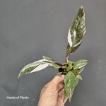 Philodendron Red Anderson w doniczce 7cm.jpg