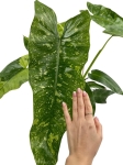 Zbliżenie na liść Philodendron Jose Buono.jpg