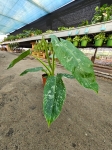 Duży Philodendron Jose Buono.jpg