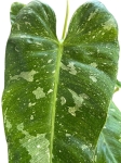 Philodendron Jose Buono variegacja.jpg