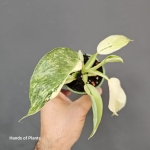 Sadzonka Philodendron Jose Buono
