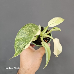Philodendron Jose Buono - S 