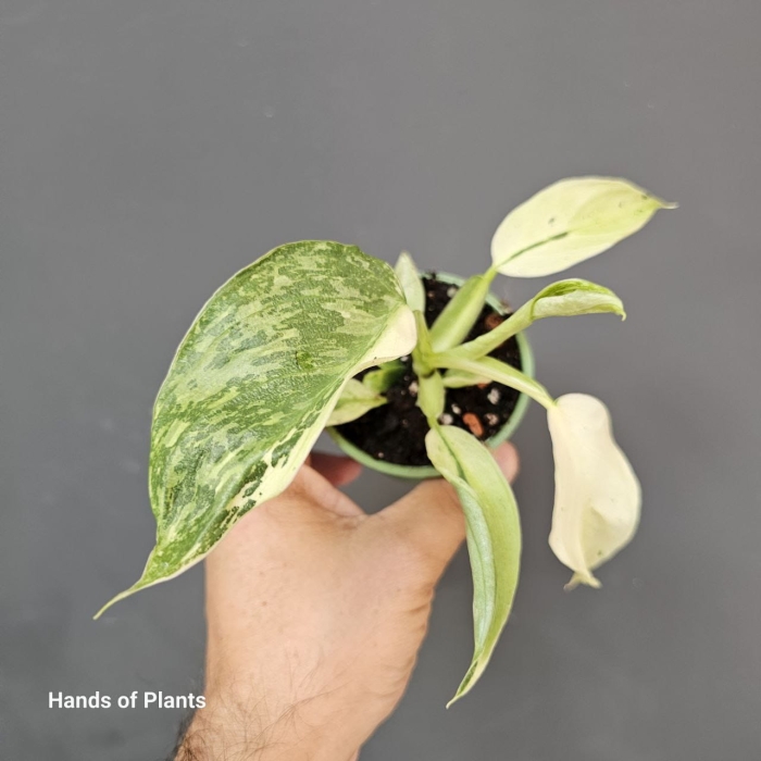 Sadzonka Philodendron Jose Buono