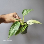 Jedna z sadzonek Philodendron Jose Buono.jpg
