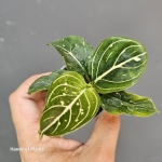 Aglaonema Tom's Pride w doniczce 6cm.jpg