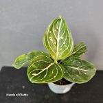 Aglaonema Tom's Pride liść.jpg