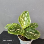 Aglaonema Tom's Pride jedna z sadzonek