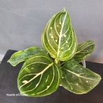 Aglaonema Tom's Pride zbliżenie na liście.jpg