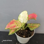 Wybarwienie Aglaonema Lucky Red.jpg