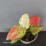 Zbliżenie sadzonki Aglaonema Lucky Red.jpg