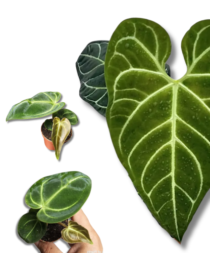 Anthurium regale S/M