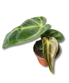Anthurium regale S/M