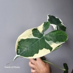 Variegacja Xanthosoma Mickey Mouse.jpg
