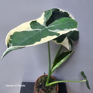 Xanthosoma / Alocasia Mickey Mouse