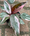 Philodendron Pink Princess Marble