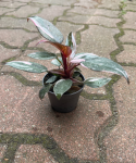 Philodendron Pink Princess Marble