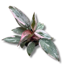 Philodendron Pink Princess Marble
