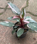 Philodendron Pink Princess Marble