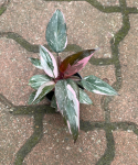 Philodendron Pink Princess Marble