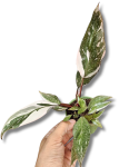Jedna z sadzonek Philodendron Red Anderson.jpg