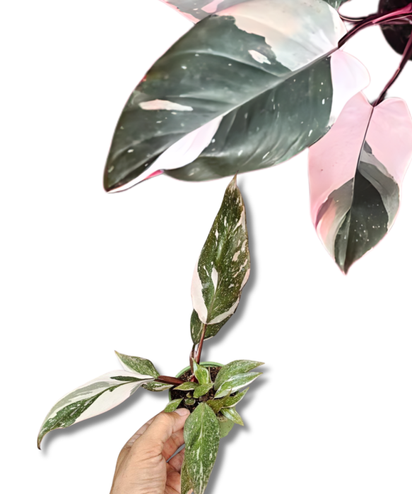 Philodendron Red Anderson