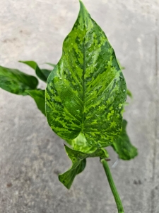 Epipremnum ‘Jungle Star’ (Marble Green) - cięty węzeł